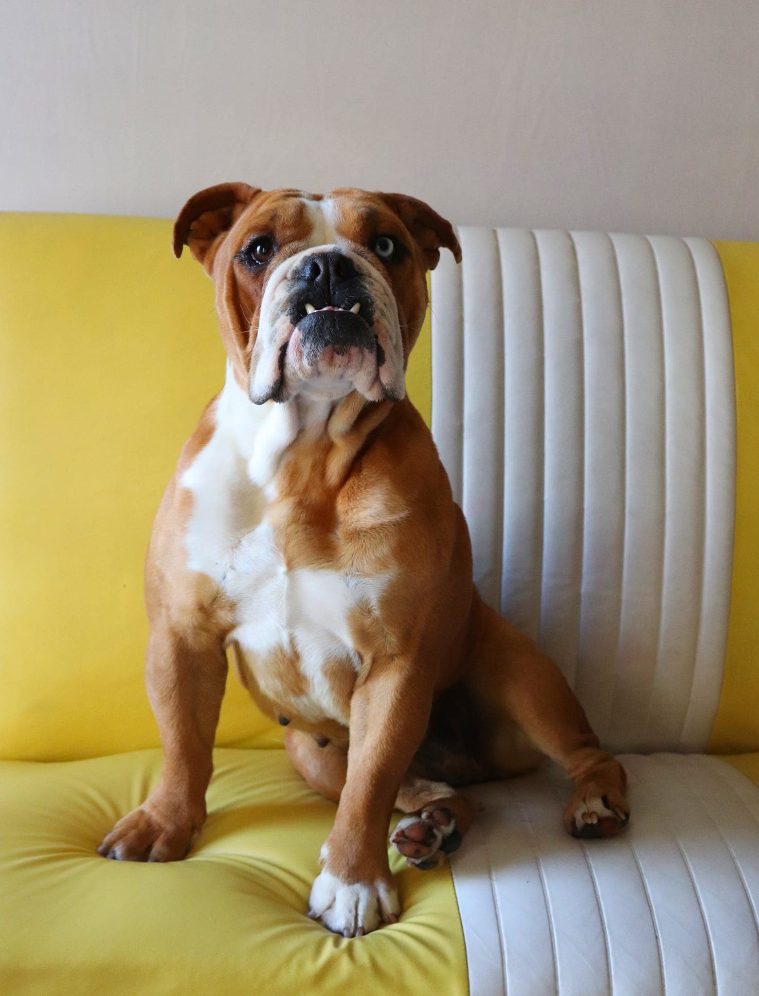 A brown and white bulldog visiting Elite Pooch Boutique.